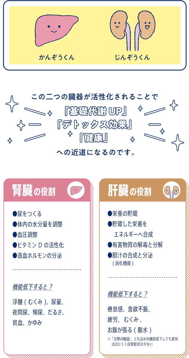 腎臓の役割、肝臓の役割